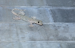Gekko swinhonis