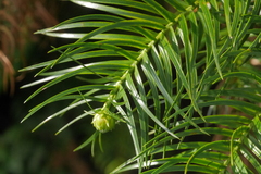 Cunninghamia