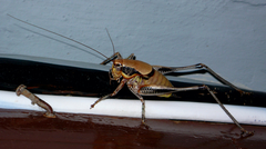 Eupholidoptera megastyla