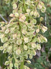 Rumex densiflorus