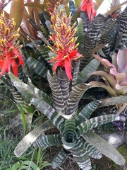 Aechmea chantinii