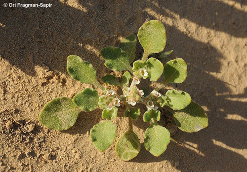 true rose of Jericho