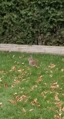 Sylvilagus floridanus