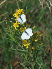 Pieris rapae