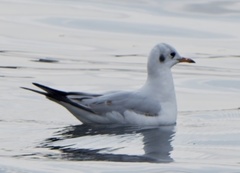 Chroicocephalus ridibundus