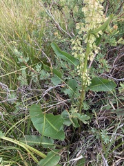 Rumex densiflorus