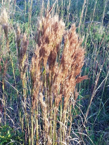 Anatherum tenuispatheum