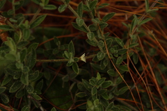 Scyphostelma