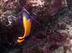 Pomacanthus navarchus