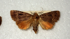 Amphipyra pyramidea