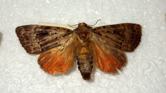 Amphipyra pyramidea