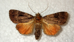 Amphipyra pyramidea