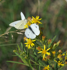Pieris rapae