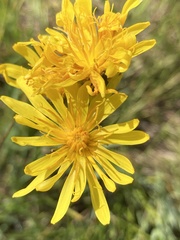 Crepis runcinata