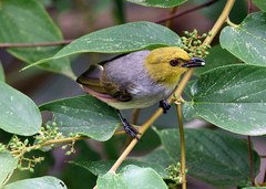 Pycnonotus xantholaemus