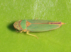 Graphogonalia evagorata