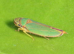 Graphogonalia evagorata