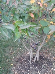 Magnoliopsida