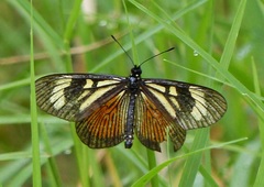 Actinote pellenea pellenea