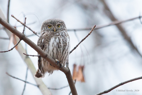 Mochuelo chico (Glaucidium passerinum)