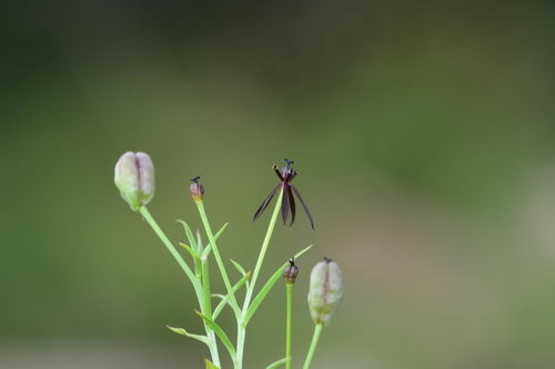 Iphigenia magnifica (Iphigenia magnifica)