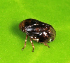 Clastoptera xanthocephala