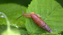 Eubrephulus bicallosus
