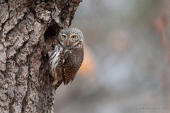 Eurasian Pygmy Owl photo 5