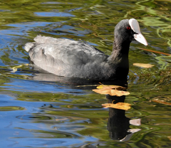 Fulica atra