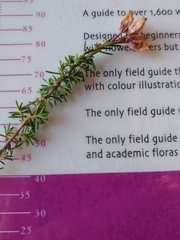 Erica cinerea