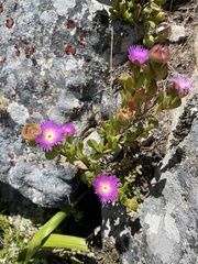 Erepsia forficata