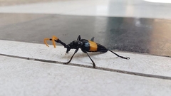 Pachyteria dimidiata