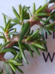 Erica cinerea