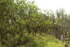 Escallonia pendula