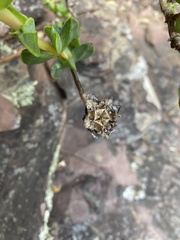 Erepsia forficata