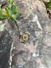Erepsia forficata