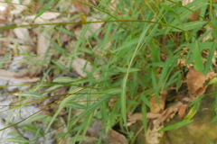 Microstegium ciliatum