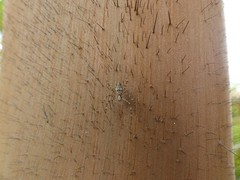 Nephilingis borbonica