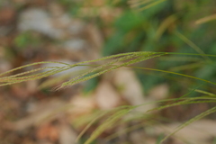 Microstegium ciliatum