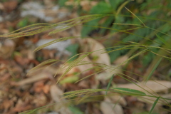 Microstegium ciliatum