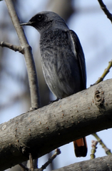 Phoenicurus ochruros