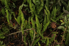 Serpocaulon levigatum