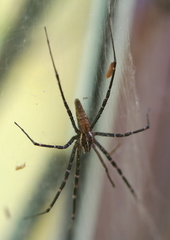 Euprosthenops bayaonianus