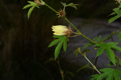 Hibiscus radiatus