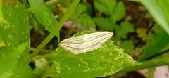 Scopula opicata