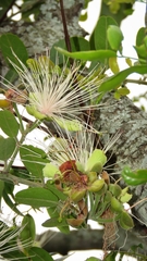 Capparis tomentosa