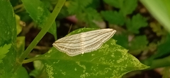 Scopula opicata