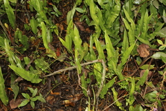 Serpocaulon levigatum