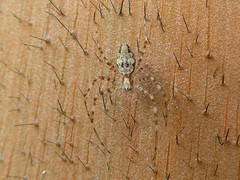 Nephilingis borbonica