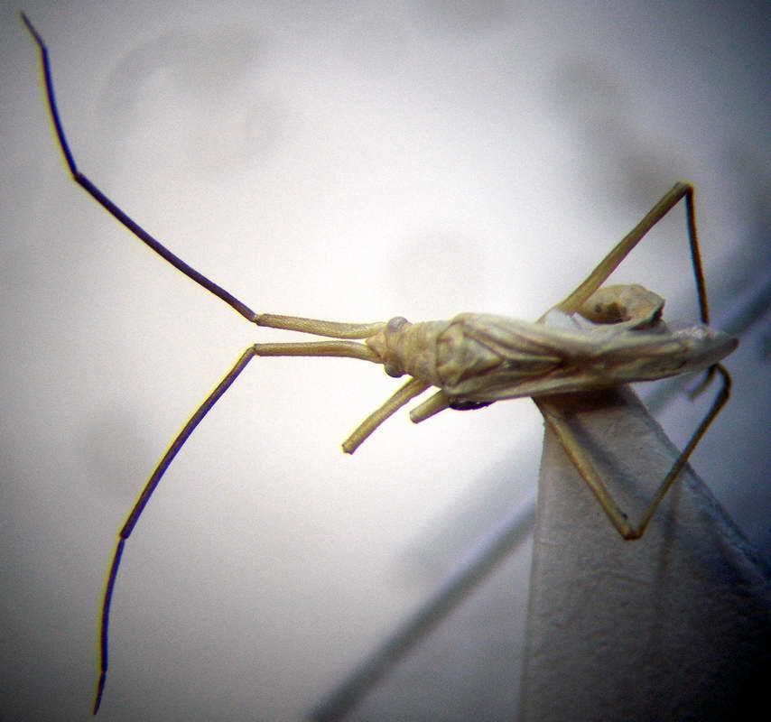 Chorosomella